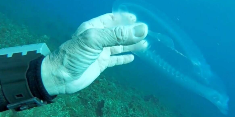 VIDEO/ Zbulohet peshku “fantazmë”: Zhytësi befasohet nga ajo që shikon nën ujë