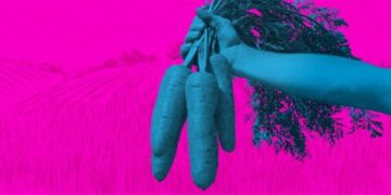 INVESTIGIMI/ Ëndrra irlandeze kthehet në “makth” për punëtorët sezonalë nga Europa Lindore