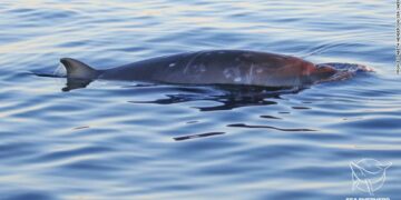Zbulohet një specie e re në Meksikë, shkencëtarët: Nuk përputhet me asgjë që dihet se ekziston