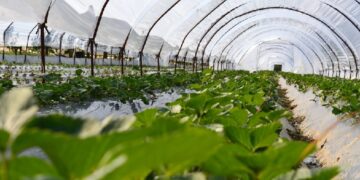 Shqipëria e 36-ta në botë për peshën e lartë të bujqësisë në ekonomi! 50% e fermave gjenerojnë deri në 500 euro për person në vit