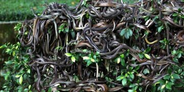 E frikshmja e një ishulli magjepsës: Pse askush s’duhet të shkelë aty?