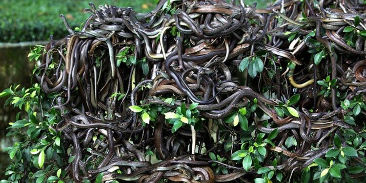 E frikshmja e një ishulli magjepsës: Pse askush s’duhet të shkelë aty?