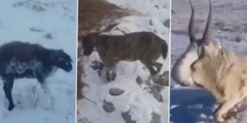 VIDEO/ Pamje të tmerrshme: I ftohti ekstrem ngrin kafshët në Kazakistan