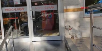 Historia prekëse: Qeni ndjek ambulancën që merr pronarin e tij dhe për gjashtë ditë radhazi e pret jashtë spitalit