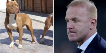 E rëndë në Itali/ Igli Tare sulmohet nga një pitbull ndërsa shëtiste, lëndohet vetë dhe humb një prej qenve