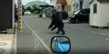 Momente tmerri! Ariu zbret në qytet dhe sulmon 4 persona: Reagon menjëherë policia dhe merr vendimin e papritur