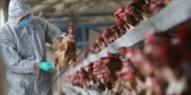 Frikë nga “gripi i shpendëve”, Ministrja e Bujqësisë nxjerr urdhrat ku ndalohet importi i mishit dhe vezëve