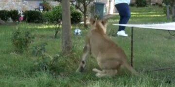 VIDEO/ Luani i turret gazetarit shqiptar gjatë intervistës: “Ma hiq mor, ma hiq”