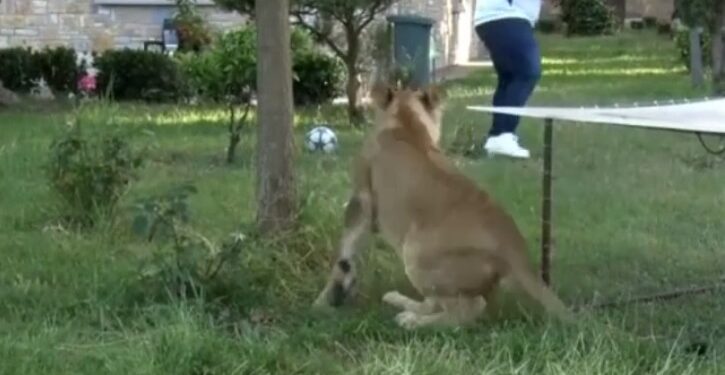 VIDEO/ Luani i turret gazetarit shqiptar gjatë intervistës: “Ma hiq mor, ma hiq”