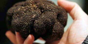 Gjendet në malet e vendit tonë dhe vlera e saj i kalon 1000$/kg, e dini si quhet kjo bimë?1