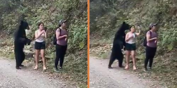 Vërtet për tu admiruar për guximin! Vajzat ruajnë gjakftohtësinë kur ariu u pret rrugën: I prek e i nuhat por ato bëjnë foto me të (Video)
