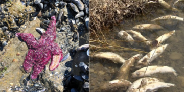 Vala e të nxehtit vret 500 njerëz e 1 miliardë gjallesa detare në brigjet e Kanadasë