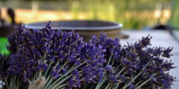 Në perëndim Shqipëria po cilësohet si “Eldorado” e bimëve mjekësore