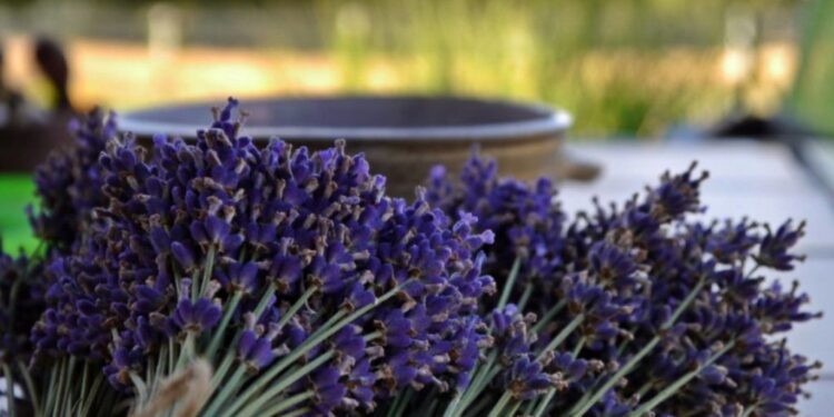 Në perëndim Shqipëria po cilësohet si “Eldorado” e bimëve mjekësore