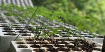 Kultivonte kanabis, shpallet në kërkim kreu i njësisë administrative në Lezhë