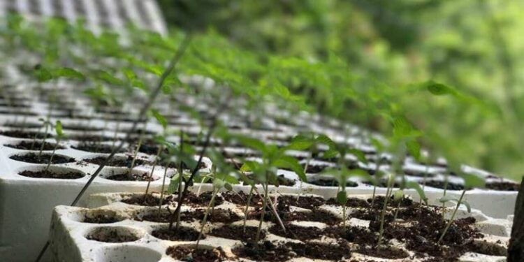 Kultivonte kanabis, shpallet në kërkim kreu i njësisë administrative në Lezhë