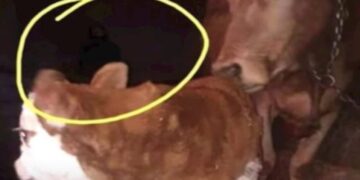 Pamjet që po ‘thyejnë’ rrjetin/ Fotografoi viçin e porsalindur, fermeri tronditet nga detaji i frikshëm që shikon në sfond (Video)