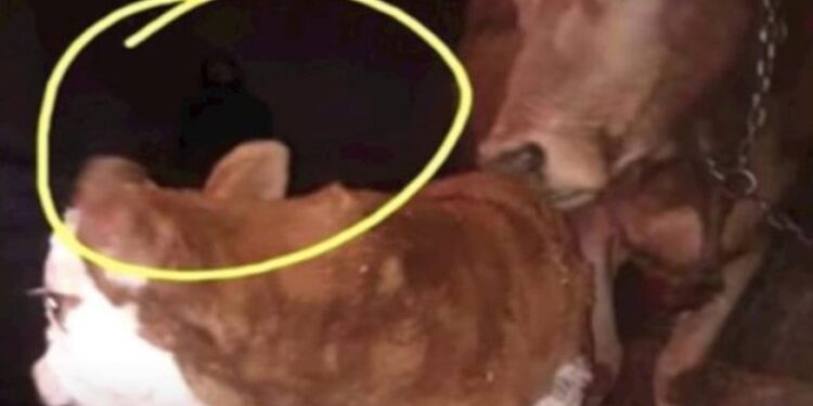 Pamjet që po ‘thyejnë’ rrjetin/ Fotografoi viçin e porsalindur, fermeri tronditet nga detaji i frikshëm që shikon në sfond (Video)