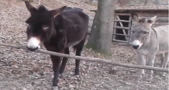 Vitet 50, kur mushkat dhe “babai” i tyre në Shqipëri kishin pasaportë…