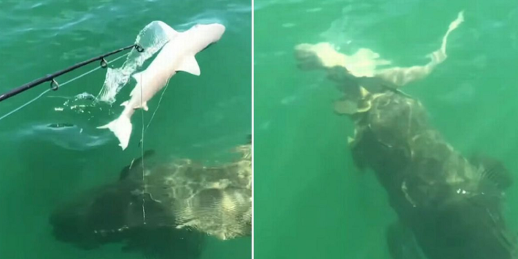 Shtangen peshkatarët, shohin me sy momentet kur peshkaqeni gëlltitet nga monstra e detit (Video)