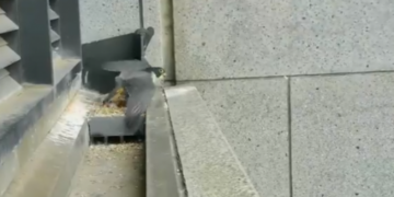 Tërmeti 6 ballë në Australi, shihni se si skifteri ndjen lëkundjet dhe reagon (Video)