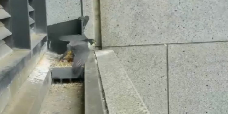 Tërmeti 6 ballë në Australi, shihni se si skifteri ndjen lëkundjet dhe reagon (Video)