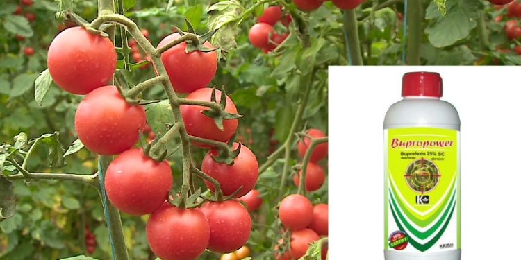 Bllokohen tonelata domate me pesticidin e ndaluar, kamionët u refuzuan nga një vend i BE