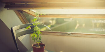 Tashmë në Itali mund të kultivosh kanabis në shtëpi për përdorim personal, ashpërsohen dënimet për trafikantët