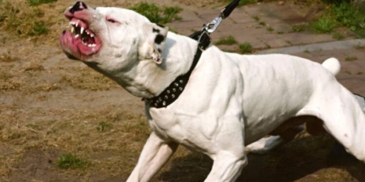 “Jam vajza e shefit të krimeve”! Çifti konfliktohet me nënën e re për qenin në Tiranë