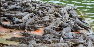 Peshkatarët bëjnë zbulimin e pabesueshëm në lumin e mbushur plot me krokodilë