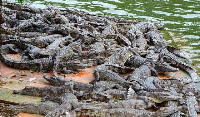 Peshkatarët bëjnë zbulimin e pabesueshëm në lumin e mbushur plot me krokodilë