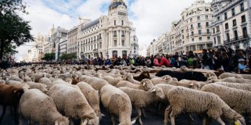 Rrugët e Madridit “pushtohen” nga delet, rituali shekullor rikthehet pas një viti pauze
