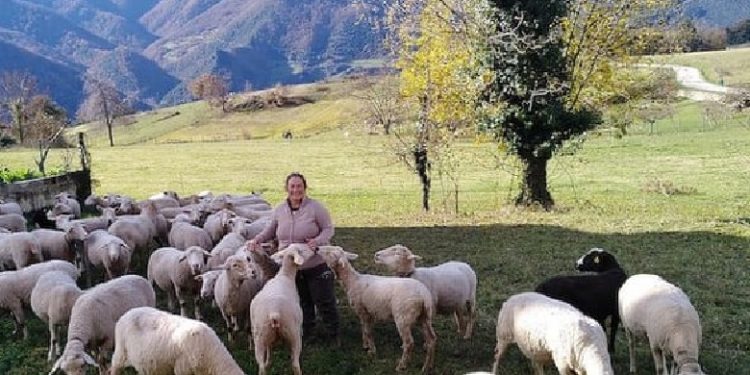 Nga gjurmimi i bagëtive me dron te 17 module dhe 500 orë leksione, ‘The Guardian’: Si po ngrihet në Spanjë shkolla për barinjtë