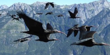 Kojliku qeros, shpendi i rrallë shfaqet në Shqipëri pas 400 vitesh