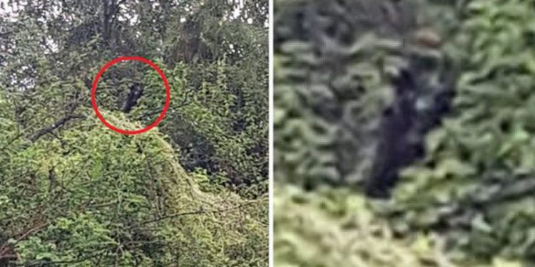 Pamjet që po shpërndahen me shpejtësi, i riu shikohet nga ajo që filmon, krijesa gjysmë-njeri dhe gjysmë-qen që i bëri atë që nuk e kishte menduar