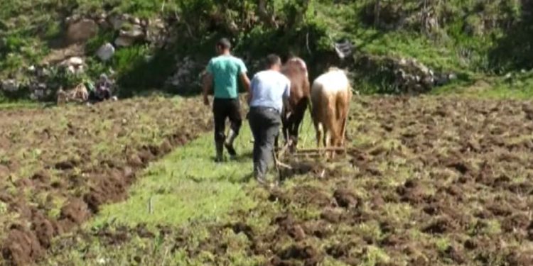 Në vitet 70, nëse refuzoje punën gjobiteshe ose dënoheshe me riedukim