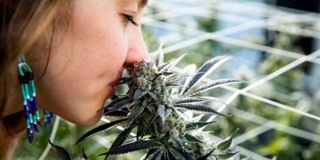 Gati për t’u bërë tregu më i madh i kanabisit në botë, Gjermania do ta legalizojë së shpejti