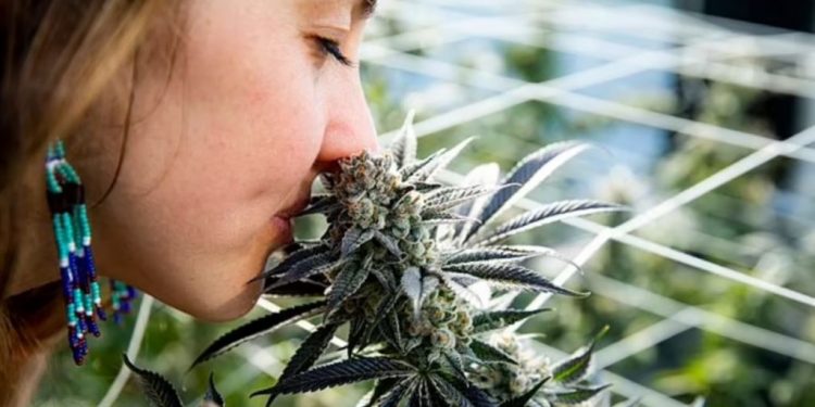 Gati për t’u bërë tregu më i madh i kanabisit në botë, Gjermania do ta legalizojë së shpejti