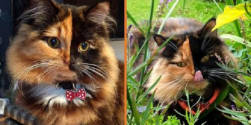 Macja mahnitëse ‘kimera’ me defektin gjenetik që i bën fytyrën gjysmë të kuqe e gjysmë të zezë