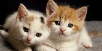 Pse macja juaj e di gjithmonë se ku jeni, edhe nëse nuk ju sheh?!