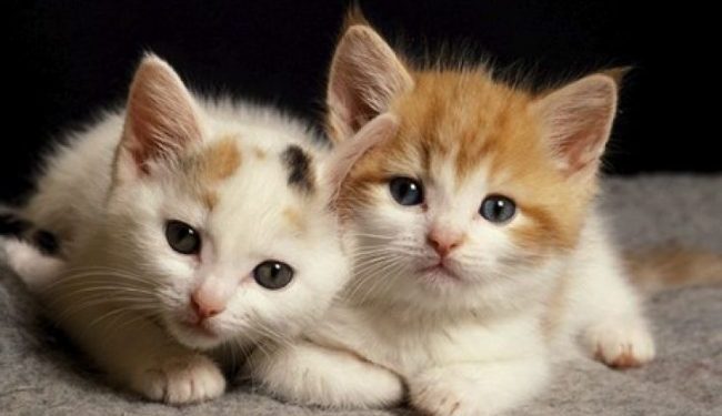 Pse macja juaj e di gjithmonë se ku jeni, edhe nëse nuk ju sheh?!