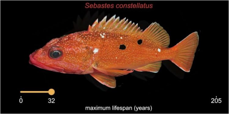 Peshqit që jetojnë 200 vjet kanë formulën e jetëgjatësisë për njerëzit