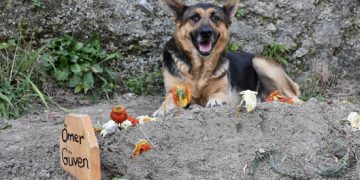 Qeni besnik nuk ndahet nga varri i pronarit të ndjerë