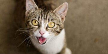 Macja juaj mund të jetë psikopate dhe ka një mënyrë për ta zbuluar këtë