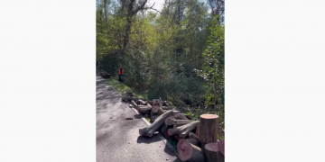 VIDEO/ Punonjësit e Bashkisë Tiranë masakrojnë pemët e Liqenit Artificial, mushkrinë e vetme të kryeqytetit