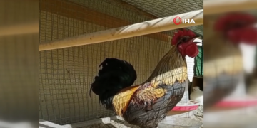 Video që po ‘thyen’ rrjetin: Njihuni me Baftjarin, gjelin “VIP” që këndon deri sa… i bie të fikët! Pronari i tij i befason të gjithë me ato që tregon