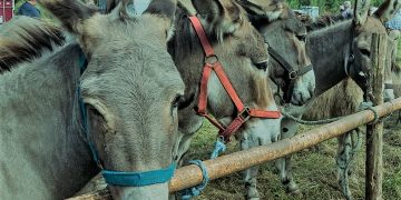 Gomari në grevë urie!?