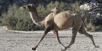 Deveja sulmon dhe vret dy persona pranë kopshtit zoologjik të Tenesit