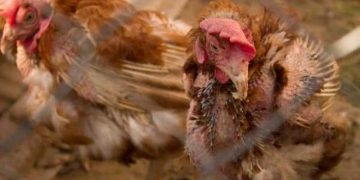 Frikë dhe panik në Durrës/ Sëmundja infektive prek pularitë e qytetit, ngordhin me qindra mijëra pula! E trasmetueshme edhe tek njerëzit