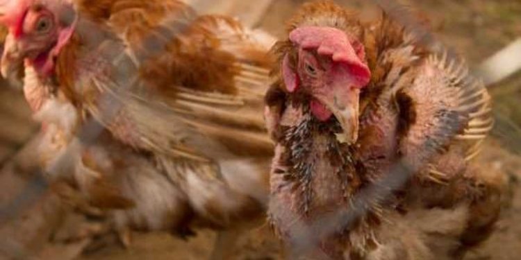 Frikë dhe panik në Durrës/ Sëmundja infektive prek pularitë e qytetit, ngordhin me qindra mijëra pula! E trasmetueshme edhe tek njerëzit